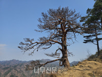 울진 대왕소나무 최종 고사 판명, 기후변화 원인