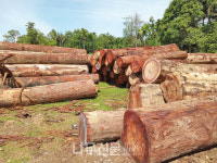 인도네시아 NSA, 목재 수출 허가 확보