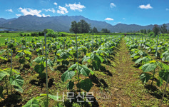 수퍼 오동나무로 국산목재의 한계 극복하고 농업목재로 부가가치 높인다