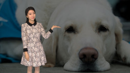 [심층취재] 외국과 비교해 안내견에 대한 편견 있다고 생각하나요?