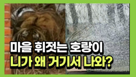 호랑이가 왜 거기서 나와? … 마을 휘저은 공포의 시간들