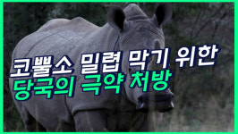 코뿔소 밀렵 막기 위해 당국이 내린 극약 처방