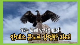 날갯짓으로 느껴지는 위엄… 안데스 콘도르의 장엄한 자태