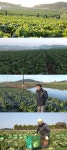 다큐멘터리 3일 향긋한 배추 향기가 진동하는 해남 학동리