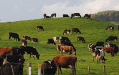 2030년까지 축산분야 온실가스 배출량 30% 감축한다