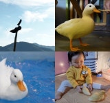 다큐프라임 오리 고기, 약식동원으로서 주목하는 이유