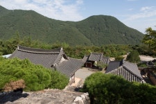 [속보]수령 900년 고려시대 유산 하동 두양리 은행나무, 산불 피해 심각