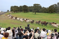 [축제일정] 제주마, 천연기념물로서의 가치...입목축제 347 페스티벌, 1년에 단 한 번