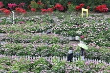 [날씨] 제주, 아침 구름 걷히고 화창,낮 최고 16∼20도...미세먼지 농도는 보통
