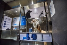 플러프, 소노펫 비발디파크와 제휴…반려동물 스킨케어 체험 프로그램 운영