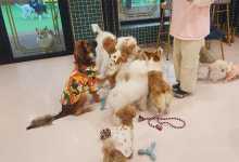 아이조아펫파크 서울점, 겨울 시즌 장기 투숙 고객 대상 혜택 제공