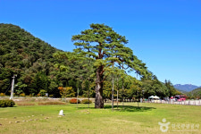 보은 가볼 만한 곳, 속리산 자락에서 피어나는 자연의 숨결과 시간의 이야기