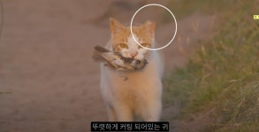 고양이만 소중? TNR도 소용없다 유튜버 주장에...여론 캣맘·대디 문제 공론화돼야