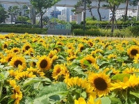 부산 연제구, 거제역 도시바람길숲 해바라기 꽃정원 조성