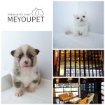 간편한 원스톱솔루션 제공하는 강아지분양 애견샵 ‘미유펫’