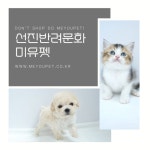 고양이분양 최대 85% 할인 이벤트, 애견샵 ‘미유펫’