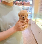 대구 강아지 전문샵 퀸즈독, 오픈 이벤트 열어... 강아지 분양과 미용 동시에 할 수 있어