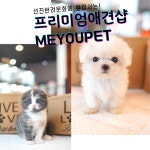 강아지분양 애견샵 ‘미유펫’ 이달의 이벤트, 건강검진 무료