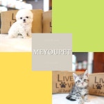 강아지분양 애견샵 ‘미유펫’, 사후 보상관리 및 합리적인 분양가 제공