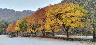 영월 다하누한우프라자, 가을캠핑장 및 펜션 방문 고객 할인 이벤트 실시