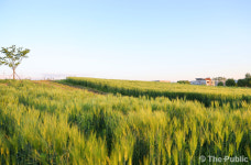 [충주소식] 탄금공원 3단계 부지, 2만여 평 청보리 일렁