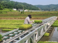 청주시, 상당구 낭성면에 벼 육묘이앙 자동화 단지 조성