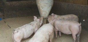 이웃 농가 돼지 사체 빌려 3억대 보험금 청구한 농장주 송치