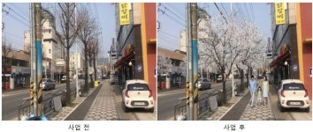 대전 동구, 우암로 가로수 왕벚나무로 교체