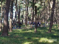 충남 서천 송림마을 솔바람 숲, 국가산림문화자산 선정