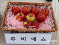 충남도농기원, 미니사과 루비에스 맞춤형 재배기술 개발 착수