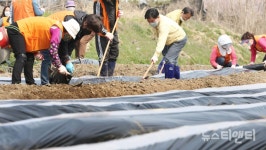 대전 산내동복지만두레, 행복농장에서 사랑나눔 감자 파종