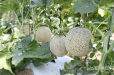 천안시농기센터, 원예작물 바이러스 진단 서비스...과실 상품성 확보