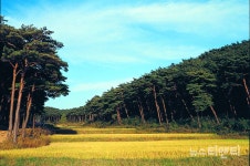 충남도, 내화수림대 산불로부터 안면송 지킨다