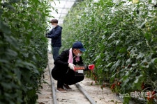 세종도시교통공사, 코로나19로 이중고 겪는 두레농장 일손 돕기 나서