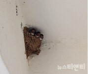 대전환경운동연합, 신탄진 제비 모니터링단 모집