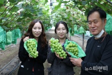 옥천군, 군서면 샤인머스켓 수확 한창