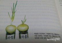 양파를 살리는 말, 죽이는 말