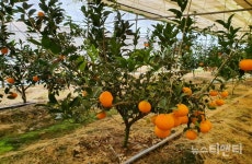 과일의 고장 충북 영동...천혜향 본격 출하