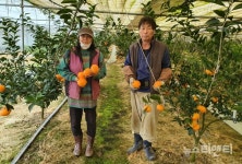과일의 고장 충북 영동...천혜향 본격 출하