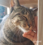 대전시, 개·고양이 코로나19 검사 실시