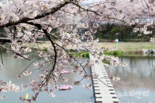 서산 해미벚꽃...올해는 축제 대신 벚꽃 거리두기