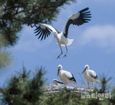 예산 황새, 전국 하늘로 힘차게 비상