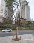 청주시, 도심 그늘목 쉼터 조성사업 준공