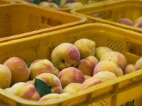 영동군, 시설복숭아 막바지 출하 한창