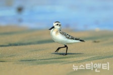 서천 갯벌 세계가 인정한 유산되다.