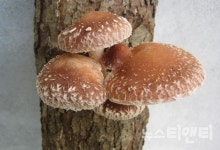 요건 먹어도 되겠지? 잘못된 상식...야생버섯 대부분 독버섯