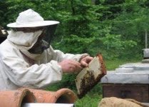 세종시, 꿀벌사육농가 등록...8월 31일까지