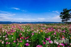 [여행 픽] 서산 천수만 코스모스길로 떠나는 가을여행