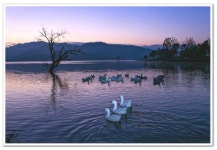 [송세헌 - 可人의 아침산책] 새들은 저렇게 세상을 뜨는구나