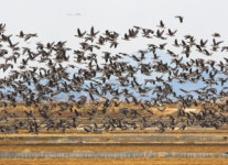 겨울 철새들...먹이 찾아 서산 천수만으로